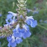 Salvia uliginosa Flower