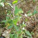 Smilax aspera موطن