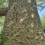 Ceiba insignisবাকল
