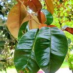 Chrysophyllum cainito Hoja