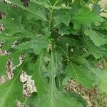 Quercus macrocarpa Blatt