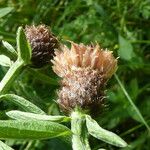 Centaurea decipiens Плід