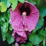 Aristolochia elegans Flower