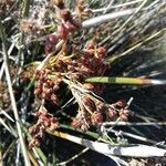 Juncus maritimus Fruit