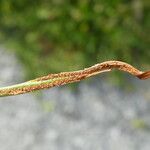 Asplenium septentrionale Fruit