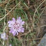 Scabiosa atropurpureaKvět