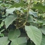 Hydrangea sargentianaFlor