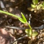 Centaurium maritimum 葉