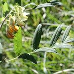 Lathyrus ochraceus 花