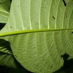 Cinchona pubescens Blad