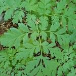 Dicentra formosa Leaf