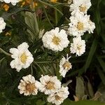 Achillea ptarmica Цветок