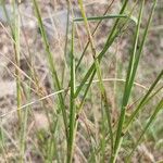 Bothriochloa ischaemum Листок