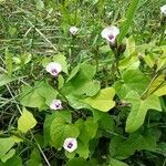 Ipomoea amnicola Leaf