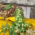 Guilleminea densa Blüte