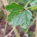 Malva pusilla Blad