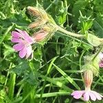 Silene pendula Blomma