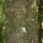 Siparuna decipiens Kabuk