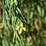 Cryptomeria japonicaVaisius