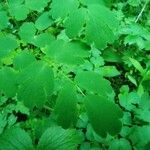 Thalictrum aquilegiifolium Leaf