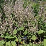 Salvia sclarea 整株植物