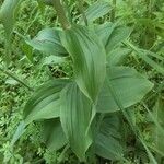 Veratrum californicum Foglia