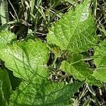 Fatoua villosa Leaf