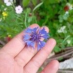 Centaurea cyanusFlor