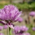 Allium schoenoprasum Λουλούδι