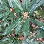 Rhododendron degronianum Blatt