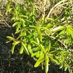 Aloysia citriodora Φύλλο