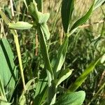 Lathyrus heterophyllus Bark