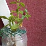 Mesembryanthemum cordifolium Hostoa