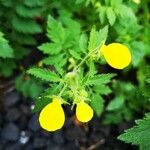 Calceolaria tripartita Flower