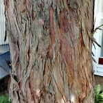 Podocarpus salignus Bark