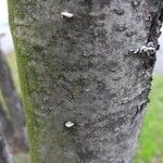 Alnus glutinosa Ŝelo