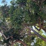 Corymbia ficifolia Blad