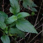 Lippia alba Foglia