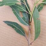 Corymbia gummifera Leaf