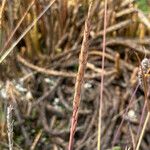 Festuca breviaristata Blüte