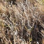 Gutenbergia rueppellii Hábito