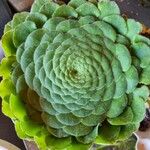 Aeonium tabulaeformeFolla