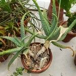 Aloe tororoana 整株植物