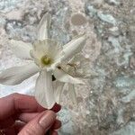 Narcissus triandrusFlower