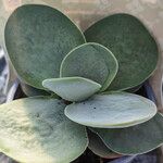 Crassula cotyledonis Habit
