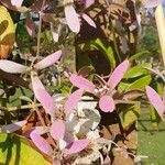 Congea tomentosa Flor