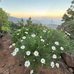 Argyranthemum foeniculaceum फूल