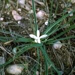 Leucocrinum montanum عادت