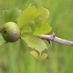 Flacourtia indica Frucht