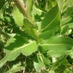 Cirsium monspessulanum Leaf